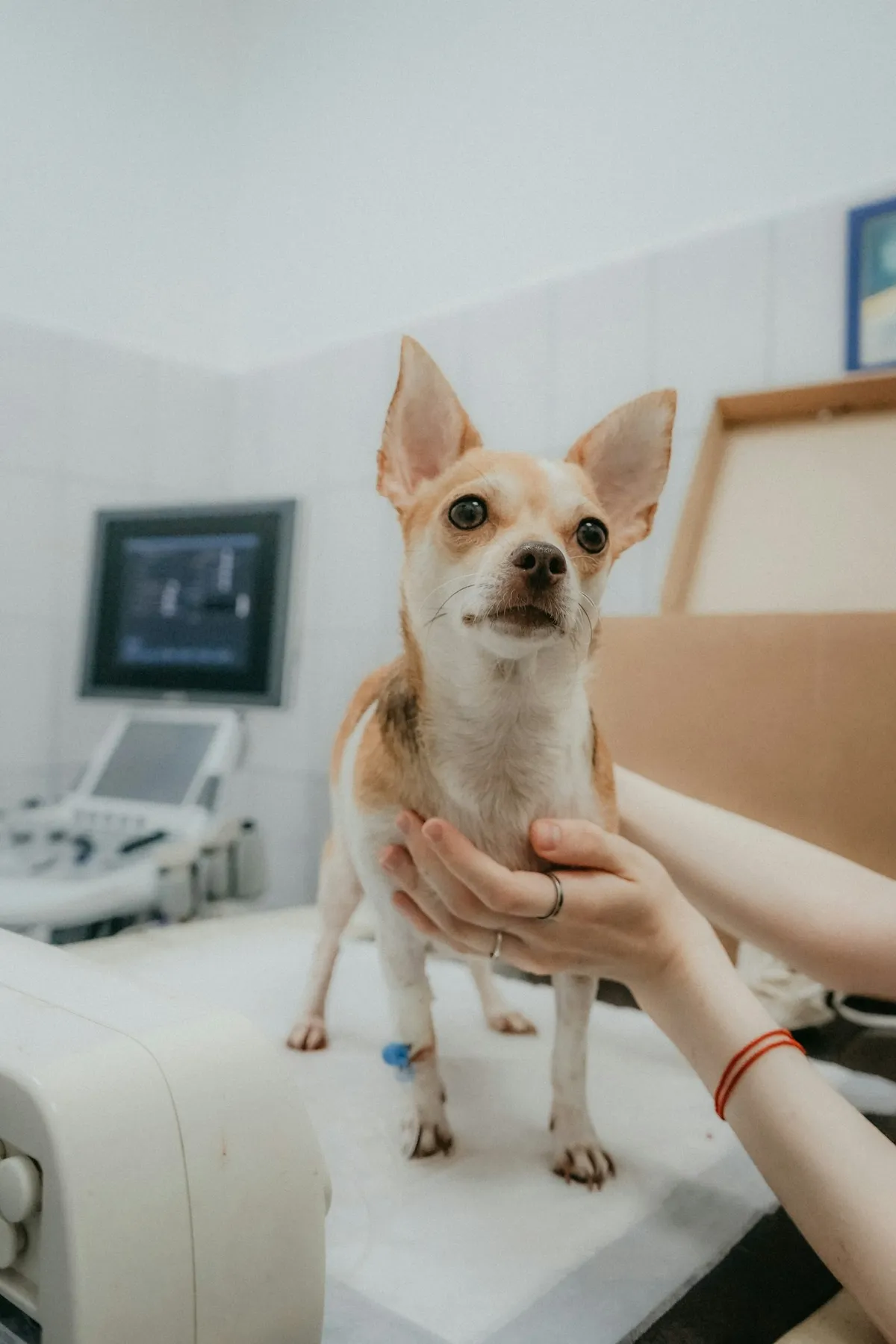 Brightpaw Vets on Instagram